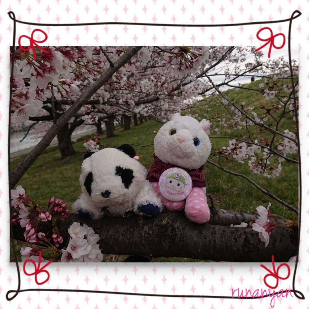 お出かけ先の画像 by るなにゃんさん | お出かけ先とソメイヨシノと花散歩と桜 ソメイヨシノとご近所さんぽ、とぬいぐるみとご近所とみるくとさくらとぬい撮り
