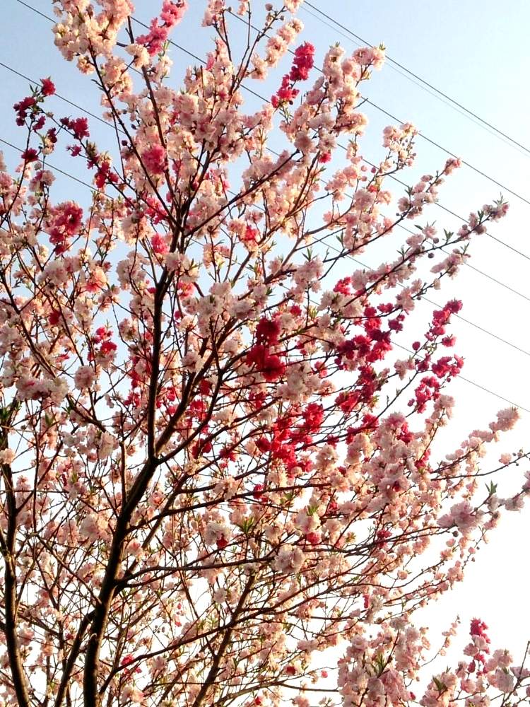 の画像 by mom.sさん | 花のある暮らしと娘の撮影と?桜?