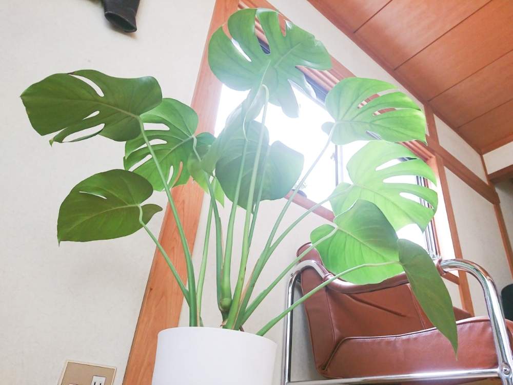 の画像 by たやさん | モンステラと植え替えと成長記録と観葉植物のある暮らしとモンステラ属とわが家の観葉植物❢と✨モンステラ✨