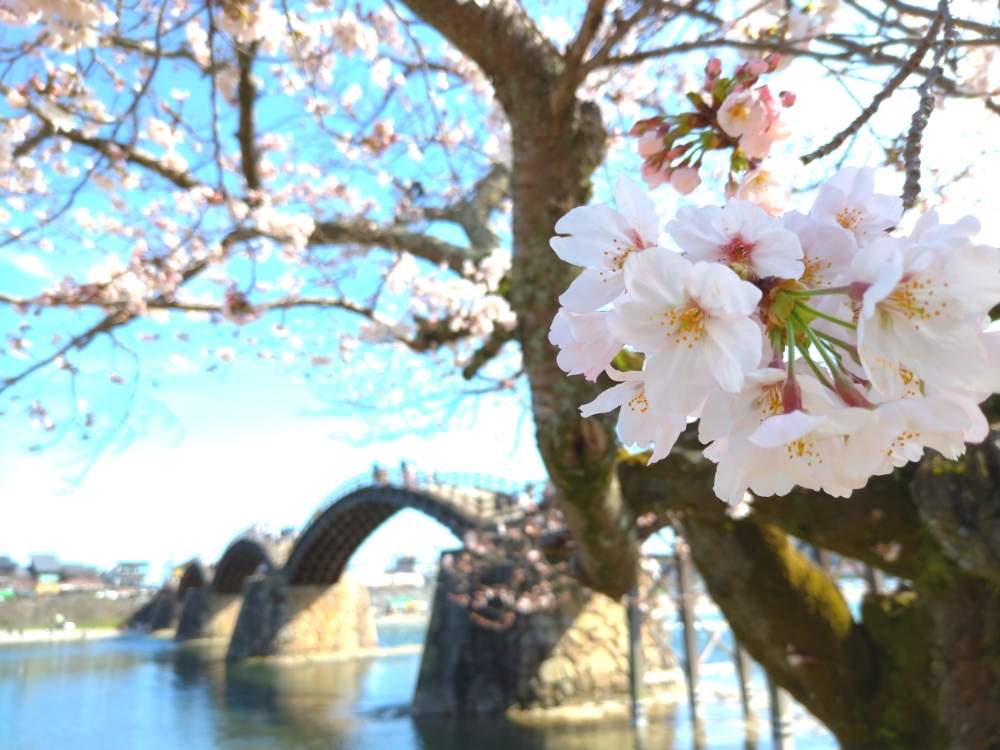 お出かけ先の画像 by tic_tac_gardenさん | お出かけ先と花のある暮らしとさくらと2020桜フォトコンと岩国市錦帯橋