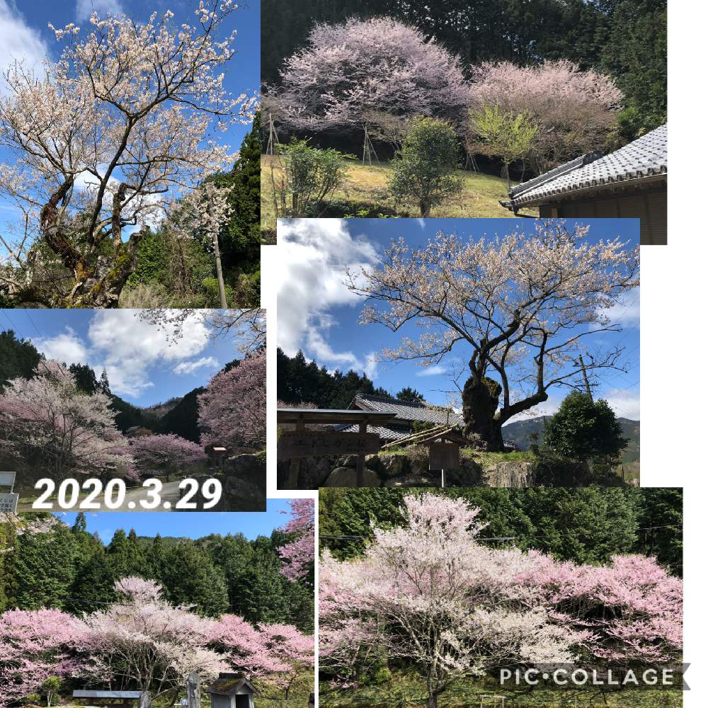 お出かけ先の画像 by ピンクの山茶花さん | お出かけ先とさくら 桜 サクラとGSアダルトチームと2020桜フォトコン