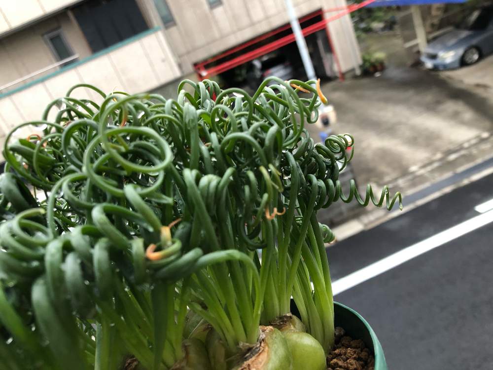 バルコニー/ベランダの画像 by レポートを書き込んでいますさん | バルコニー/ベランダとアルブカ スピラリス フリズルシズルと立派!!と多肉植物と多肉男子と植物男子と育てやすいとアルブカ属と多肉植物のすてきアレンジと多肉植物のある暮らしとグルグル巻きと美しいとケープバルブと秋植え球根と球根植物と南アフリカ球根と俺の多肉植物とクルクルと『秋植え球根2020』フォトコンテスト