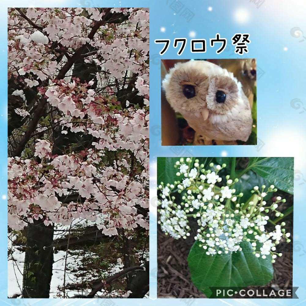 の画像 by トリトンさん | ハクサンボクとさくら サクラ 桜と元気だしてとキュンキュン乙女倶楽部とありがとう♡とかわいい♡といやされる♡とありがとう♡嵐♡とピンク❤︎ピンクとGS映えとGS日和と幸せを呼ぶフクロウ祭りとキュンキュン乙女倶楽部No.183と神奈川県と白い花とマンションの庭とフクロウ祭