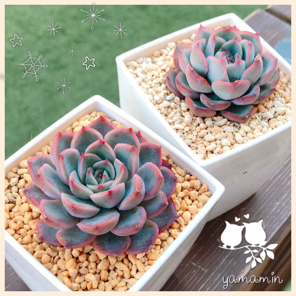 小さな庭の画像 by ⋆*❁yamamin❁⋆*さん | 小さな庭とプリリンゼアナとモーサンといつもありがとう♡と多肉女子?(おばさん)と雪が降った~!と可愛い~( ´艸`)♡と多肉中毒❣️と平和を願う☆と癒し…♡といい色♡と大切な多肉たちとわが家の多肉さんたち❢