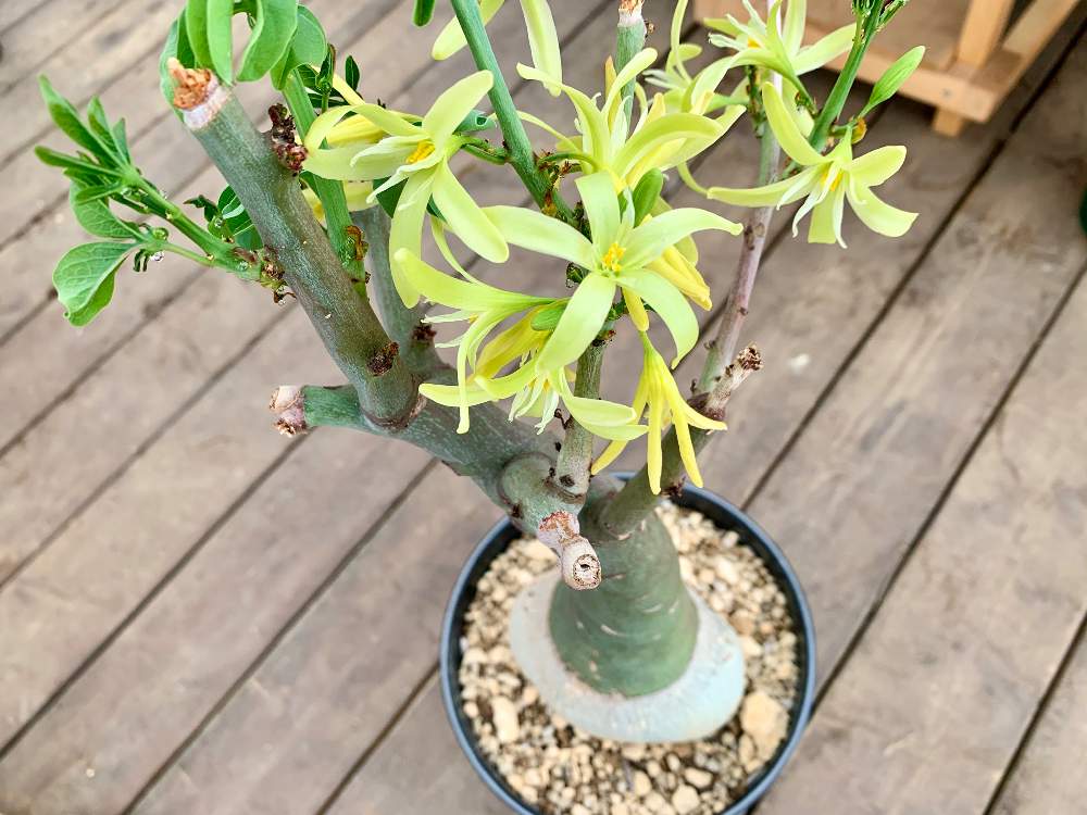 畑の画像 by Flower Villageさん | 畑と開花と塊根植物のある暮らしとアデニア属グラウカと多肉大好きと神奈川タニラーと多肉植物のある暮らしと多肉植物販売とコーデックスと植中毒とコーデックスのある暮らしとフラワービレッジと多肉女子と塊根植物とタニラーと観葉植物のある暮らしとアデニア属と花のある暮らしとflowervillageと葉っぱアートと夏型塊根植物