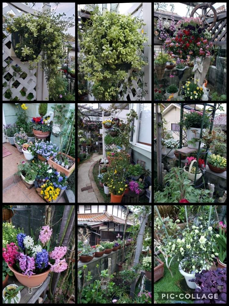 小さな庭の画像 by 天空のバラの五線譜さん | 小さな庭とクレマチス 鉢植えと花のある暮らしとイングリッシュガーデンと花色癒し