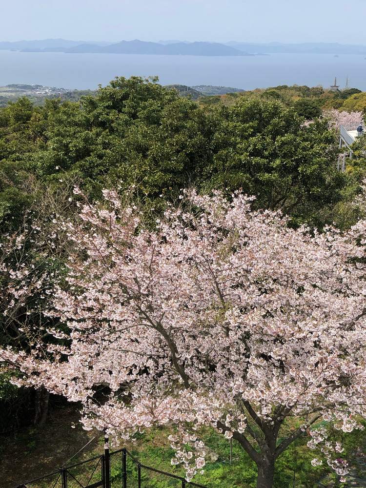 お出かけ先の画像 by appupさん | お出かけ先と外出自粛!と中尾山公園と春霞の内海と花のある暮らしとお花見登山