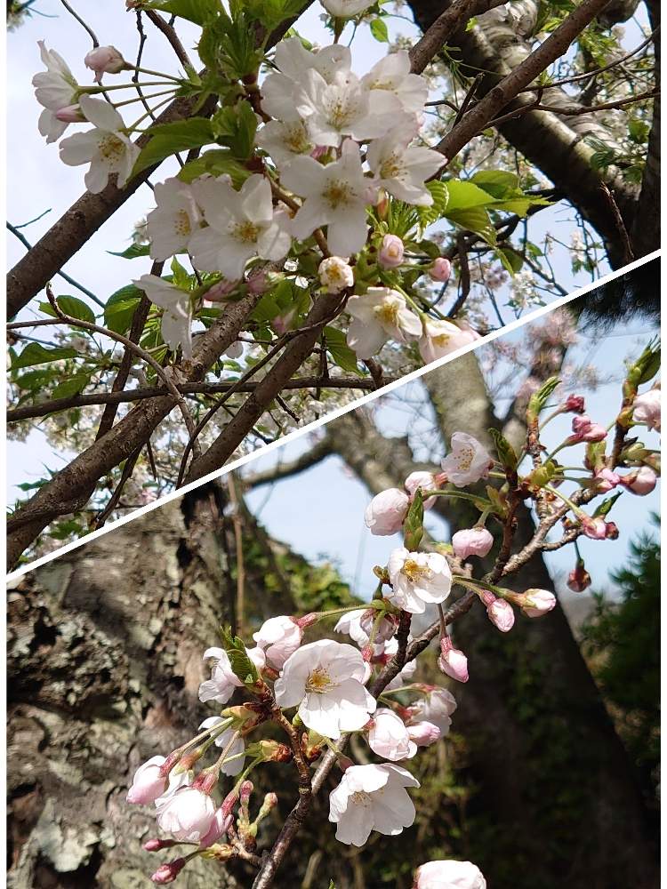 お出かけ先の画像 by (ღ*ˇ ˇ*)。o♡ちぃさん | お出かけ先