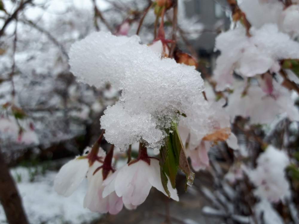 小さな庭の画像 by きょうちゃんさん | 小さな庭と季節を感じる♪と2020桜フォトコンと真夜中のひとりごと♪とさくら 桜 サクラと花のある暮らし