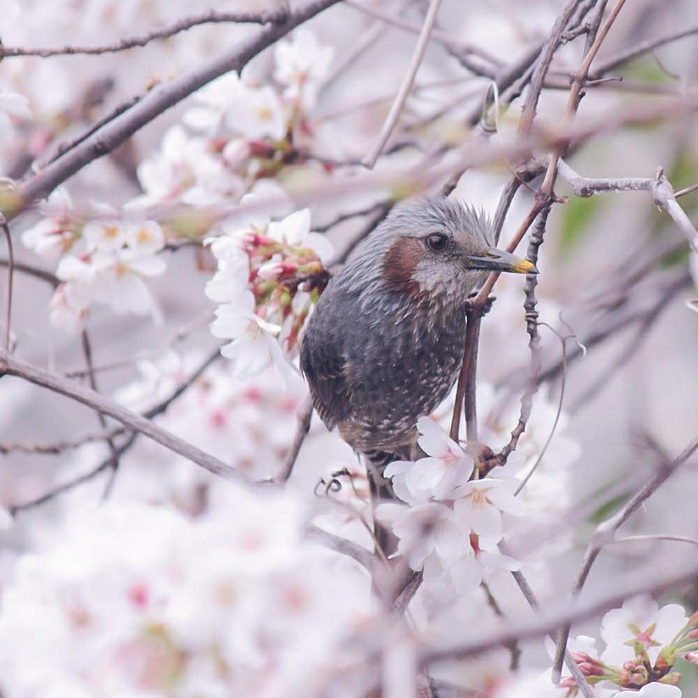 お出かけ先の画像 by otoさん | お出かけ先と桜ソメイヨシノとヒヨドリと桜さくらサクラと春の空気の流れとちゅん友達