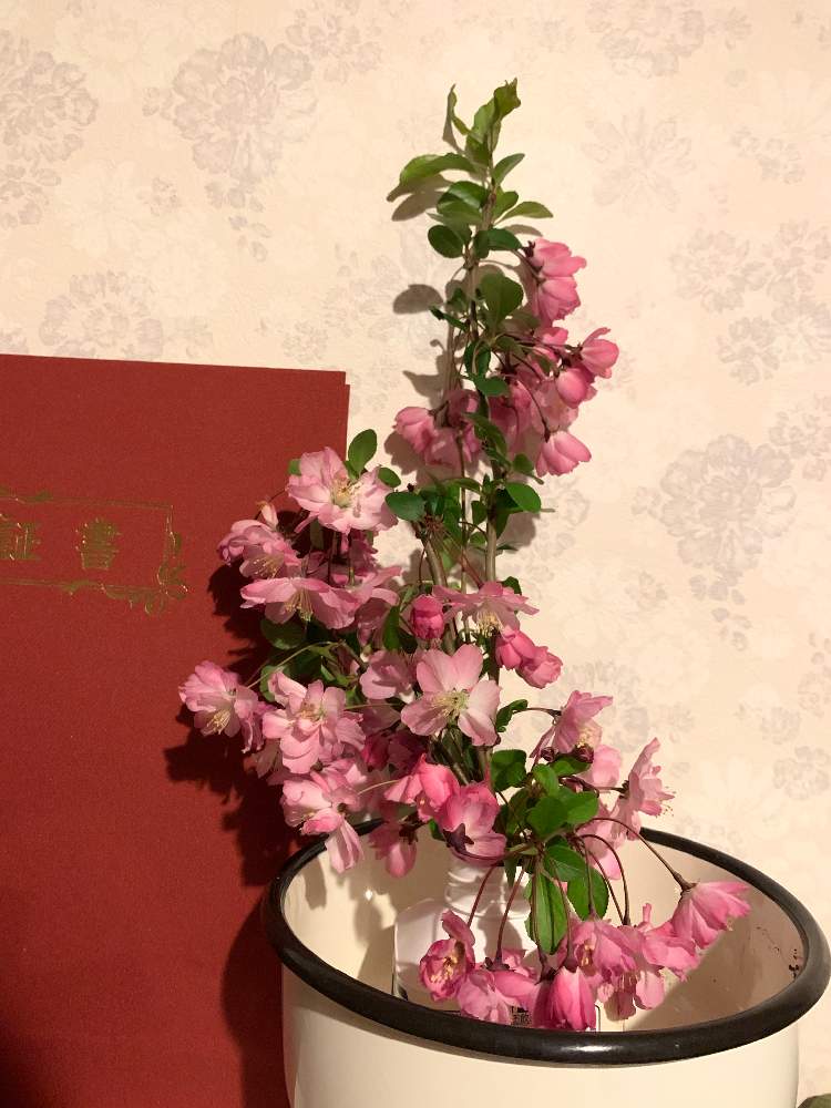 部屋の画像 by ママ子3rdさん | 部屋とハナカイドウと花のある暮らしと相談とはっぱを楽しむとおしゃれさん