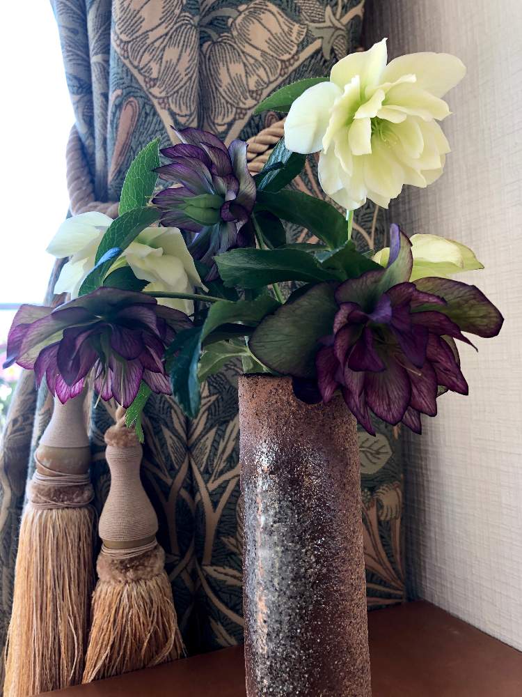 部屋の画像 by スワンさん | 部屋とクリスマスローズと花のある暮らしとよい 1日を