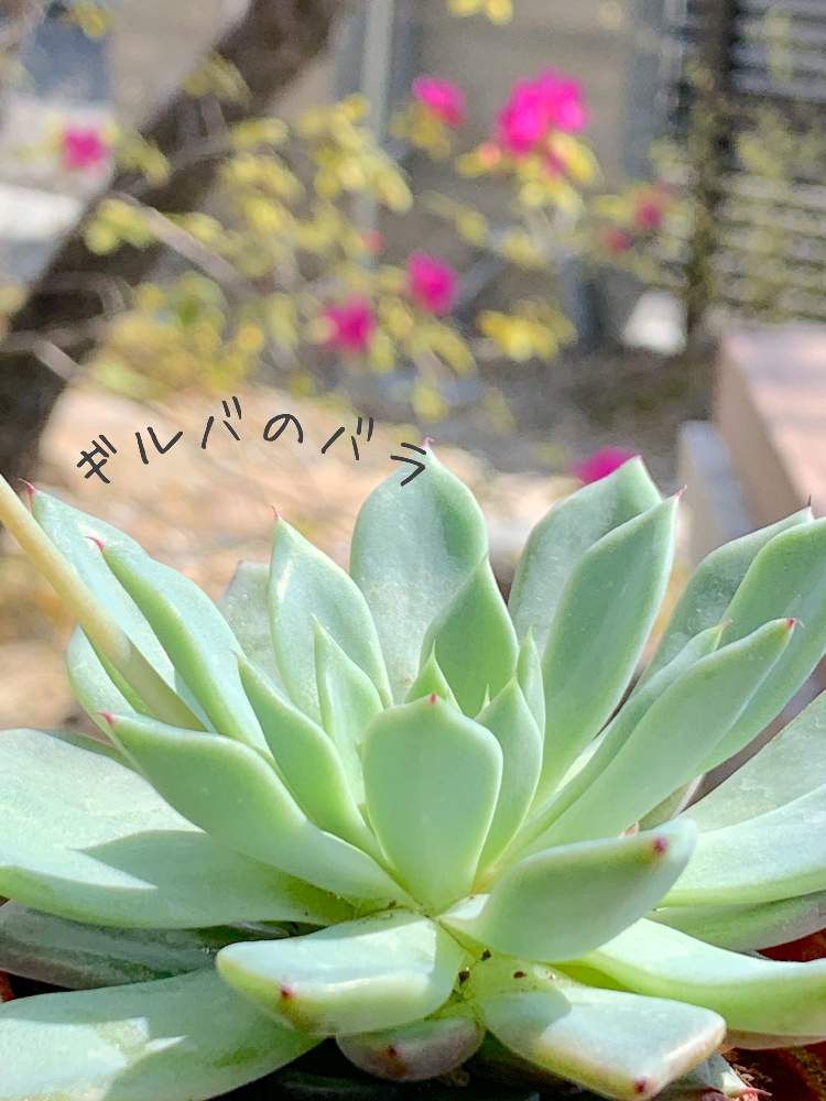 広い庭の画像 by おすしさん | 広い庭と多肉中毒と多肉植物と多肉大好きと癒しと今日の一枚と植物中毒とエケベリア属と朝が好きと多肉生活と花のある暮らしとタニク初心者