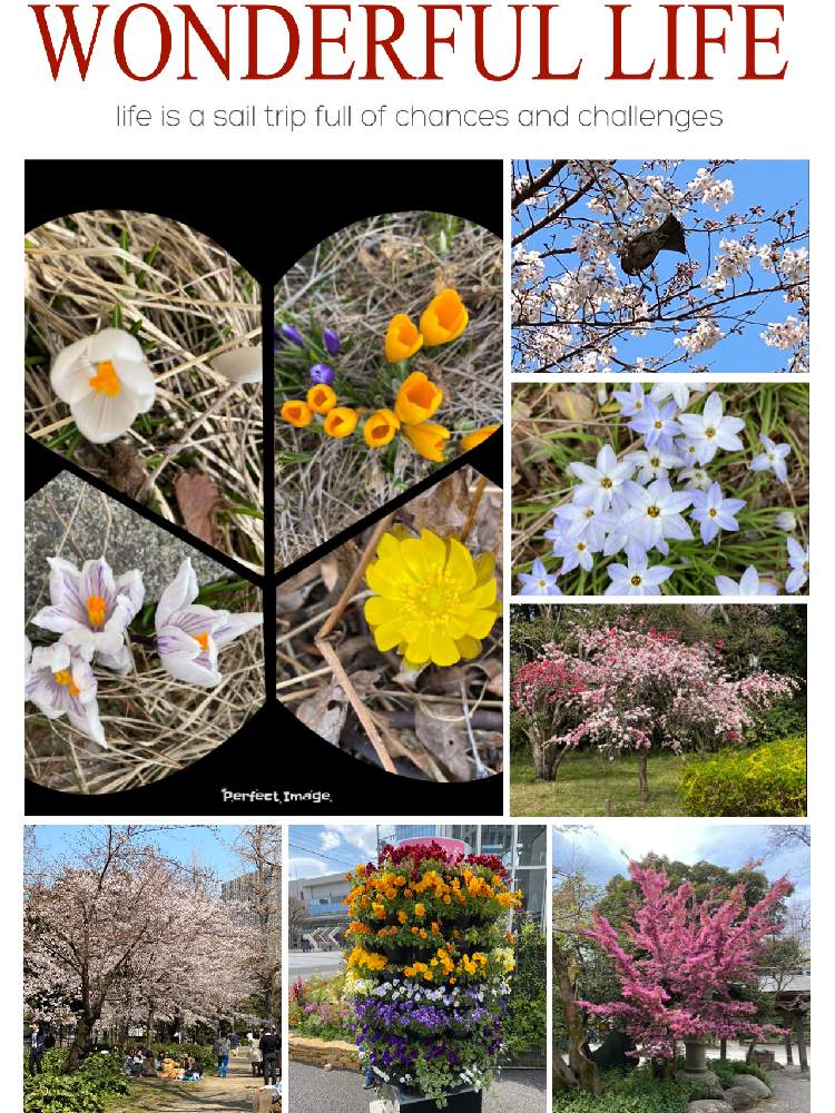 お出かけ先の画像 by ロンちゃんさん | お出かけ先と好きな花と2020東京花見旅行とGS日和と北海道に来て下さいと庭で咲く花と北海道は元気です。とiPhone 11PROで撮影と花のある暮らしと北海道ラブ