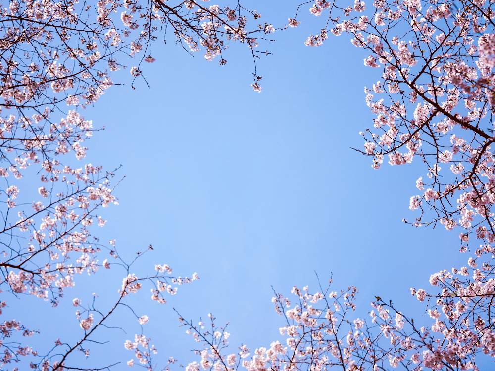 お出かけ先の画像 by あおねこさん | お出かけ先とサクラと2020桜フォトコン