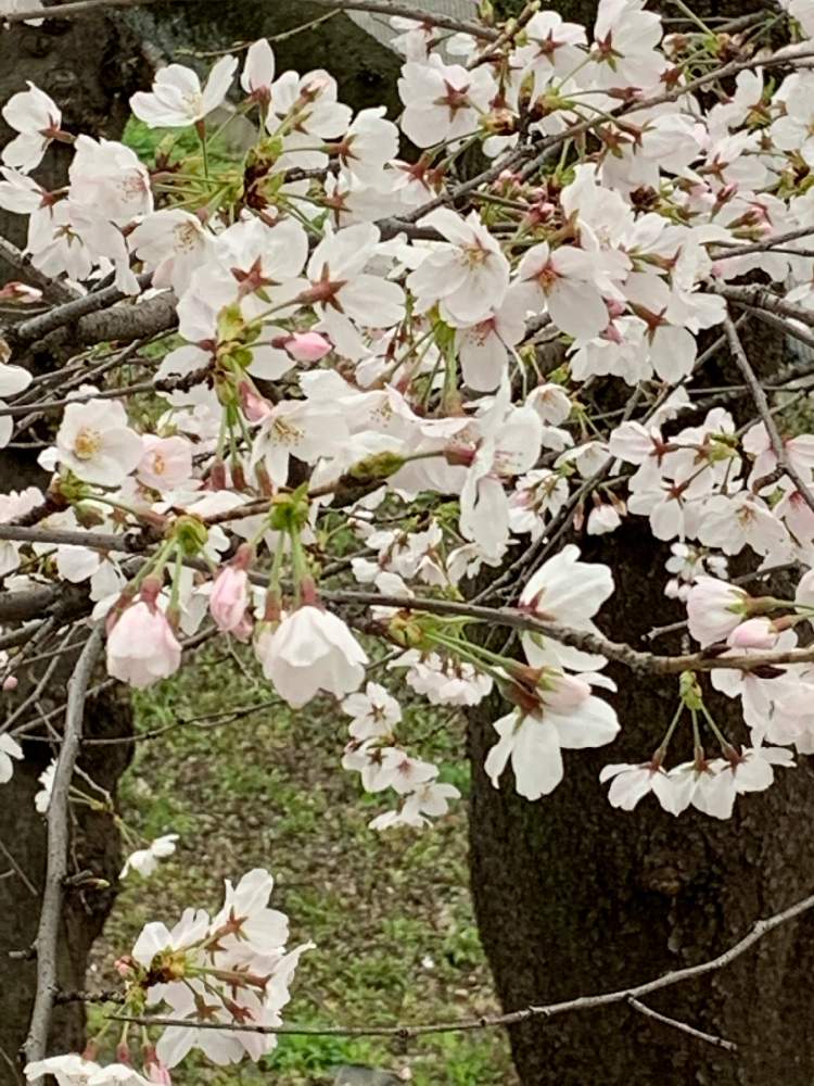お出かけ先の画像 by 『薔薇の初心者教室』How to grow Organic Roseさん | お出かけ先とはるが来た!とはるとさくらとさくらさくら咲け咲けさくら