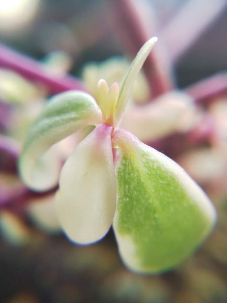 窓辺の画像 by はははさん | 窓辺と多肉屋敷と多肉植物と観葉植物と班入りと紅葉多肉と花のある暮らしとポーチュラカ属とマジカルキューティー・と群生派
