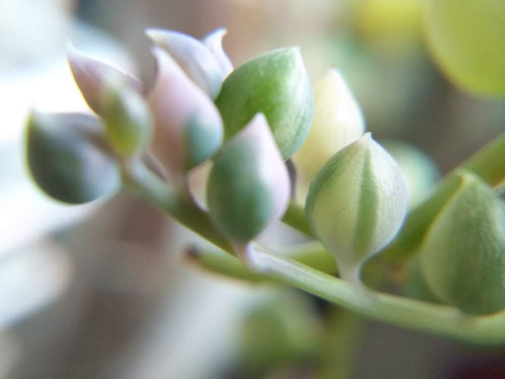 窓辺の画像 by はははさん | 窓辺と多肉屋敷と多肉植物と観葉植物とマーブルネックレスと班入りとセネシオ属と花のある暮らしと緑の鈴錦・と群生派