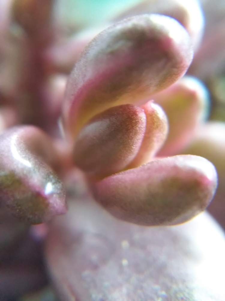 窓辺の画像 by はははさん | 窓辺と多肉屋敷と多肉植物と観葉植物とチョコレート 錦とグラプトベリア属とエケベリア属と班入りと紅葉多肉と花のある暮らしと群生派