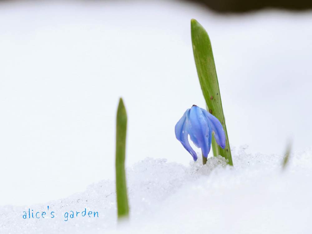 広い庭の画像 by aliceさん | 広い庭とシラーとHTCとalice's garden 2020とひやみかち日本!と青い花と令和✨四季のみちとGSミニモニ。 NO34とGSのみなさんに感謝♡とGSミニモニ。とバラと夢CLUBと妄想倶楽部と癒されると信楽狸倶楽部と花のある暮らしと9月生まれ♡と青い花マニアとHTC NO.254