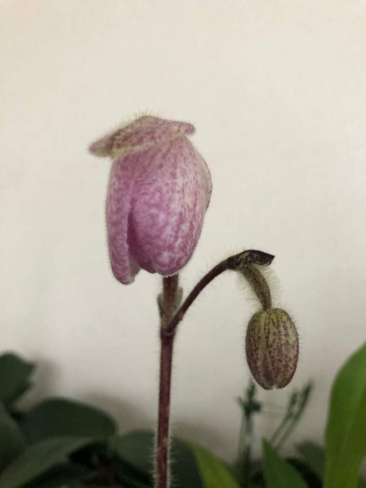 部屋の画像 by myaonさん | 部屋とパフィオペディラム・デレナティと洋蘭と洋ラン栽培とorchidと植中毒と蘭が好きとパフィオペディラム属と洋ラン栽培奮闘記とランのある暮らしとペレポスト フォレスト ドリーム