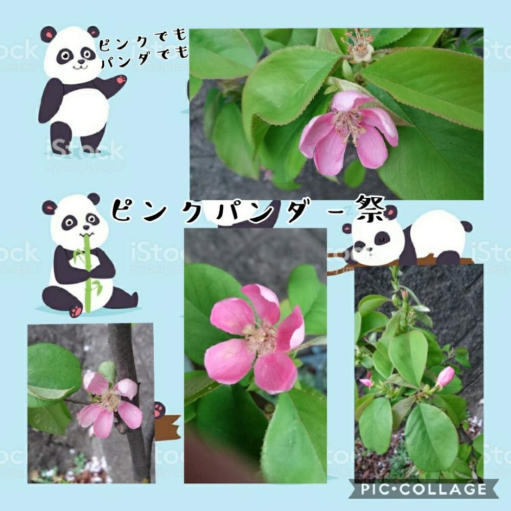 お出かけ先の画像 by トリトンさん | お出かけ先とカリンと元気だしてとキュンキュン乙女倶楽部とありがとう♡とかわいい♡といやされる♡とありがとう♡嵐♡とピンク❤︎ピンクとGS映えとGS日和とキュンキュン乙女倶楽部No.183とピンクパンダー祭と神奈川県
