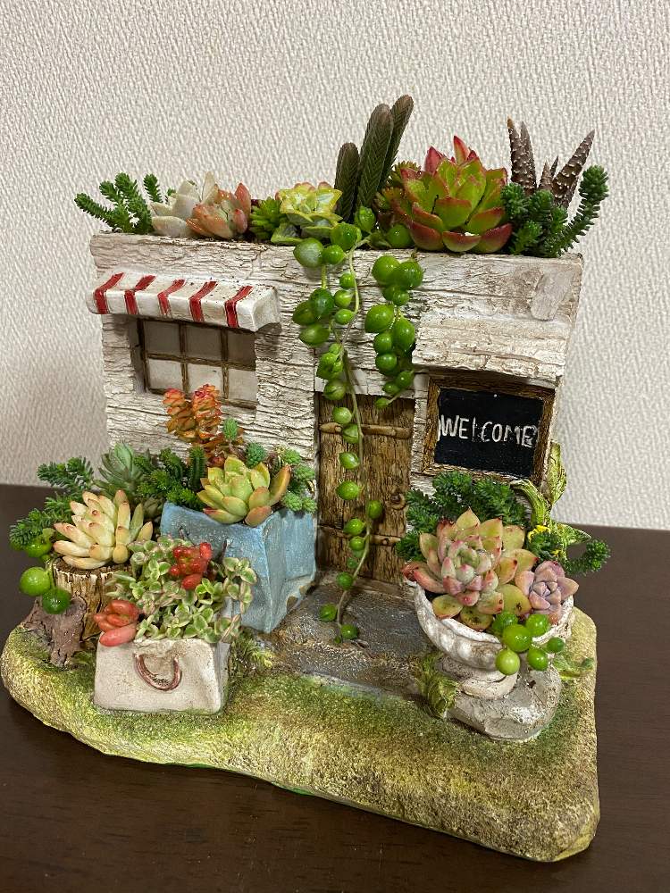 部屋の画像 by ミセス水玉さん | 部屋と多肉色々とキュンキュン乙女倶楽部と多肉植物寄せ植えと多肉植物のすてきアレンジとGSミニモニ。と植中毒とバラと夢CLUBと雑貨好き♡と多肉女子と鉢減らし作戦遂行中と可愛い