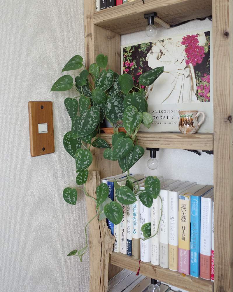 棚の画像 by SHINPEIさん | 棚とスキンダプサスと観葉植物とグリーンインテリアと育てやすいと耐陰性ある植物とインテリアと植物と丈夫な植物と観葉植物のある暮らしとアーバンジャングルとディスプレイとインテリアグリーン