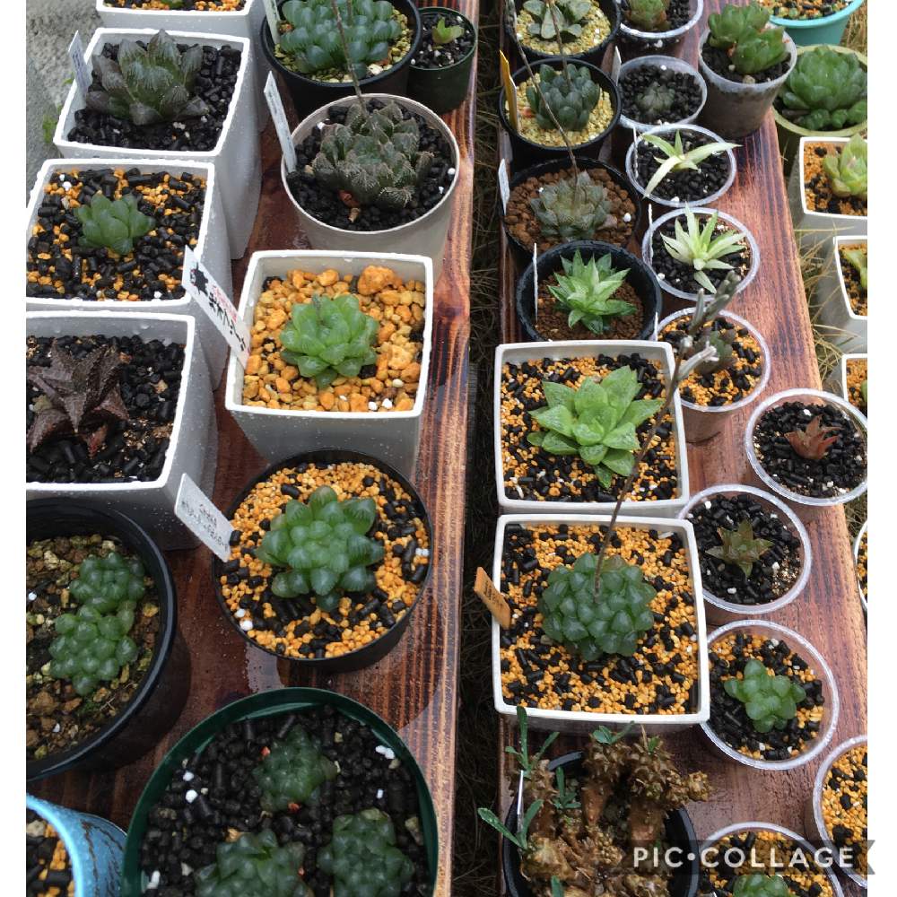 棚の画像 by 蒼緋さん | 棚と多肉中毒と植物のある暮らしとハオルチア属と植中毒と多肉女子と多肉初心者