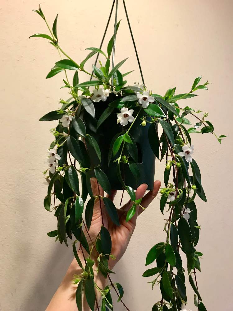 インテリアの画像 by Kondo Bldg.さん | インテリアと開花とレア植物と観葉植物とエスキナンサス属とグリーンのある暮らしと白花とGS映えとレトロと観葉植物のある暮らしと珍奇植物と花のある暮らし