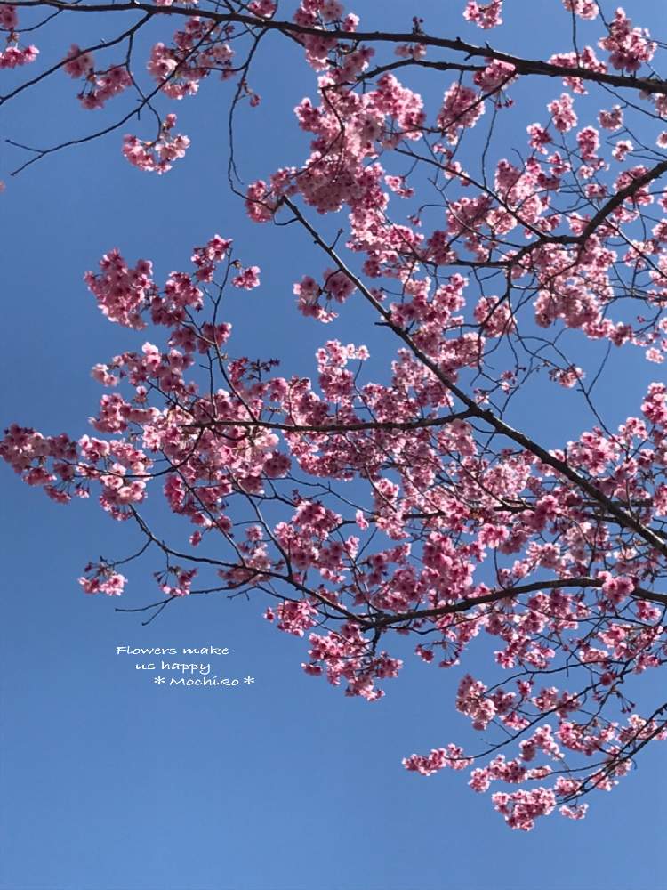 お出かけ先の画像 by さくら餅子さん | お出かけ先と山桜とHTCとキュンキュン乙女倶楽部と2020桜フォトコンとさくらさくら咲け咲けさくらとGSミニモニ。とバラと夢CLUBと多肉ラボ©と花のある暮らしとGSミニモニ。No.64とたにおたくらぶとさくらと花も多肉も好き