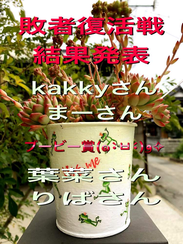 玄関の画像 by コニー✨さん | 玄関と多肉植物とプレゼント企画とひつじ鉢と フェロロボスとGS映えとバラと夢CLUBとリメ鉢と多肉女子と可愛い〜♡とタニラーとプレ企画敗者復活戦と毎日お疲れとプレ企画と1周年バラと夢CLUBとリメイク鉢とカエル缶