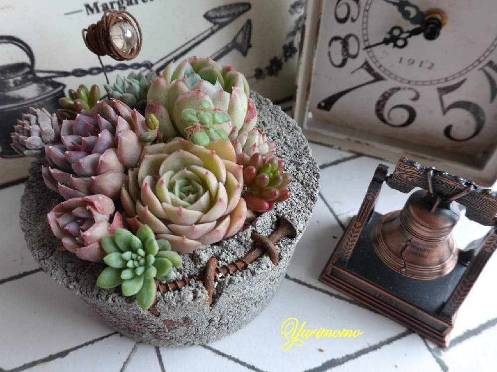 の画像 by やりももさん | 多肉植物と多肉の寄せ植えと多肉植物のすてきアレンジとベランダガーデンと多肉寄せ植えとやりももの寄せ植え90