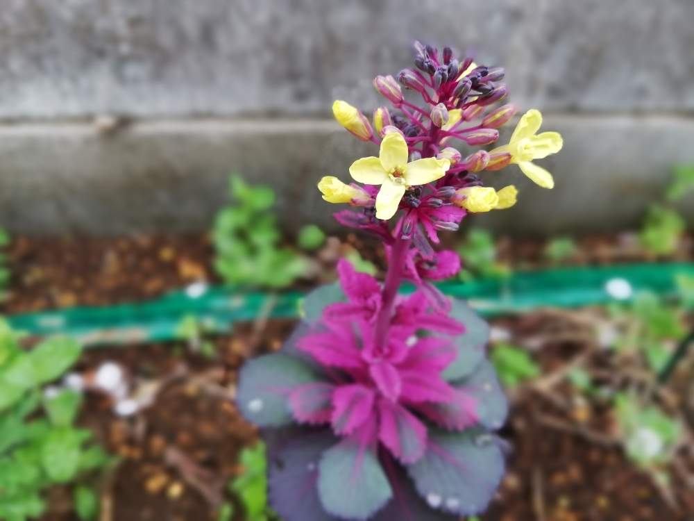 小さな庭の画像 by チロガーデンさん | 小さな庭と春のお花と♯葉牡丹とスマホ写真と可愛いと花のある暮らし
