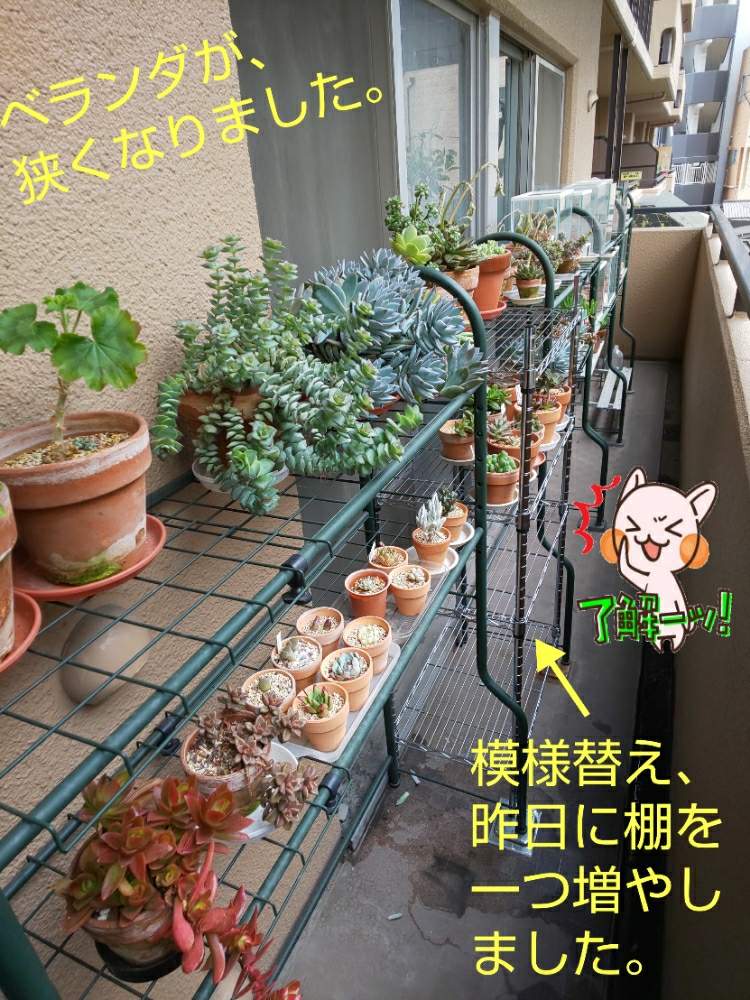 バルコニー/ベランダの画像 by チョウさんさん | バルコニー/ベランダとwow!!!と何でやねん!と勝手気ままにベランダ~とGS映えとGS日和と恋をしましょう!と植中毒とHappyな気分と食わず嫌い?とタニラーと何となく幸せ!と珍奇植物と花とジジイ!と花のある暮らしとベランダ菜園とGREEN UP!とバルコニスト