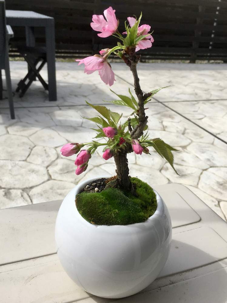 小さな庭の画像 by moco&peaceさん | 小さな庭と2020桜フォトコンとピンクの花と我が家の花達とお気に入り♡と一才桜旭山と鉢植えと花のある暮らしとさくらと旭山桜の盆栽とiPhone撮影