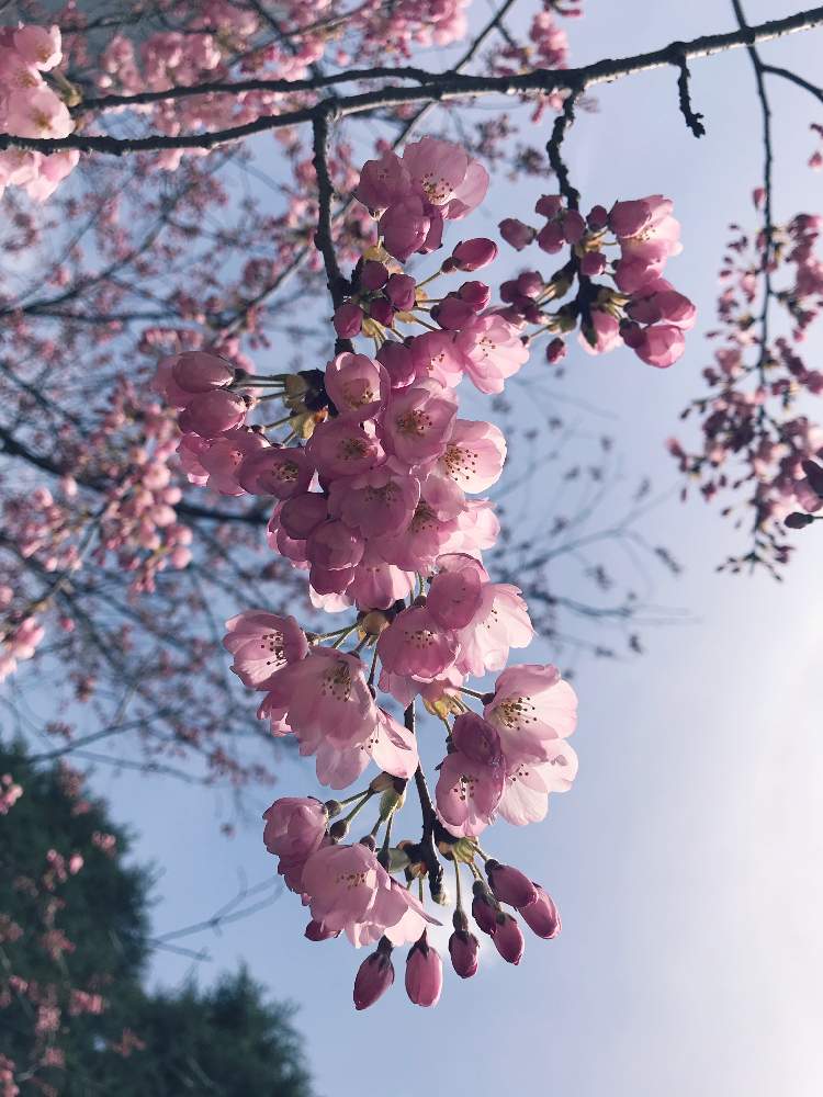 お出かけ先の画像 by kayopayoさん | お出かけ先とさくら サクラ 桜とみどりのある暮らしと2020桜フォトコンと春の訪れと植中毒と緑のある暮らしと花のある暮らし