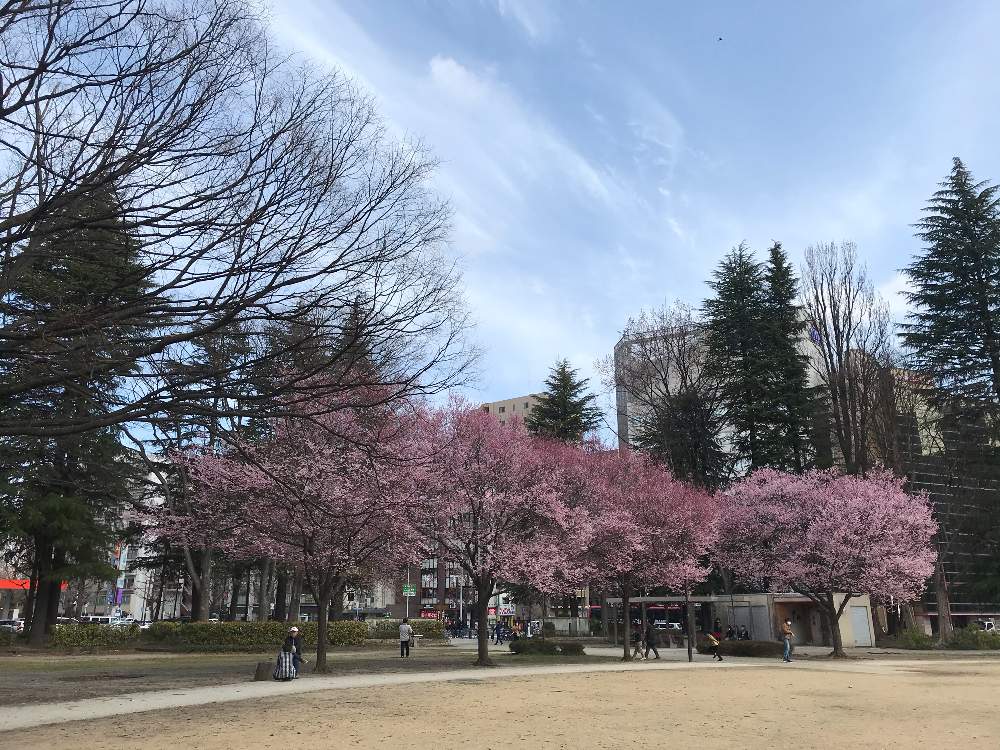 お出かけ先の画像 by kayopayoさん | お出かけ先とさくら サクラ 桜と花のある暮らしと緑のある暮らしと春の訪れとみどりのある暮らし
