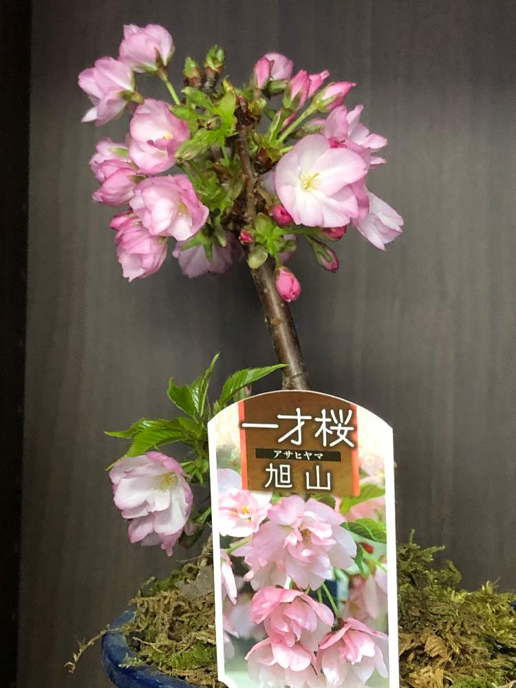 窓辺の画像 by あかべーさん | 窓辺とお見事‼️とお花に感動とさくら咲くと美しい✨✨と日本の花とサクラの盆栽と旭山桜の盆栽
