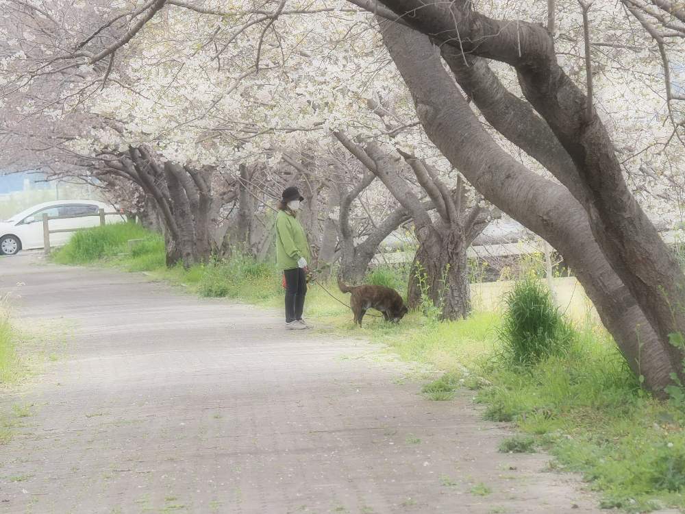 お出かけ先の画像 by Norikoさん | お出かけ先とOMD E-M5 MarkⅢとミラーレスと2020桜フォトコンとコロナに負けるな日本と相棒も一緒੯‧̀͡u\とカメラ女子とママとお出掛けとローカルカメラマンかな?!(笑)と頑張れ兵庫♡と樹木↟⍋*とナース応援隊と春探し