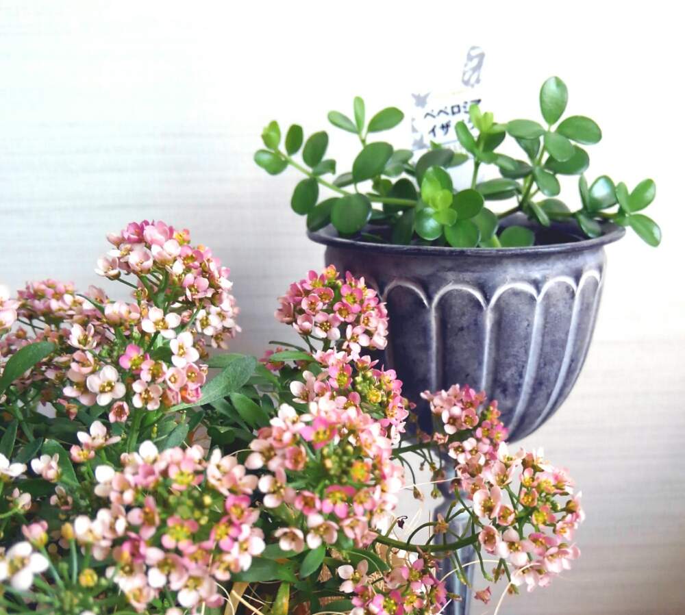 窓辺の画像 by *✿.吏禾.✿*さん | 窓辺とアリッサムと癒しgreenとかわいいな♡*。とピンクのお花と花のある暮らしとペペロミア イザベラと小さな小花とおうちフラワーフォトコンテスト