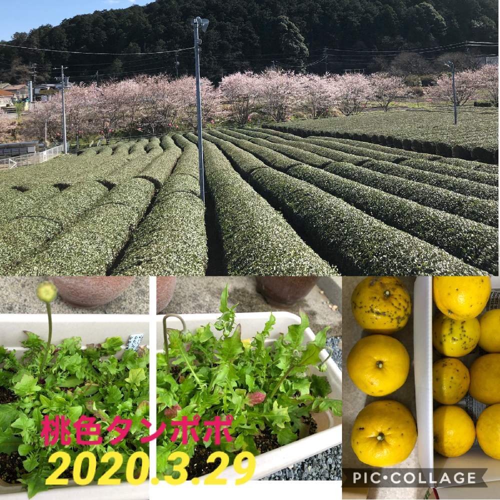 お出かけ先の画像 by ピンクの山茶花さん | お出かけ先と花のある暮らしとさくら 桜 サクラとももいろタンポポとGSアダルトチームと志村けん追悼