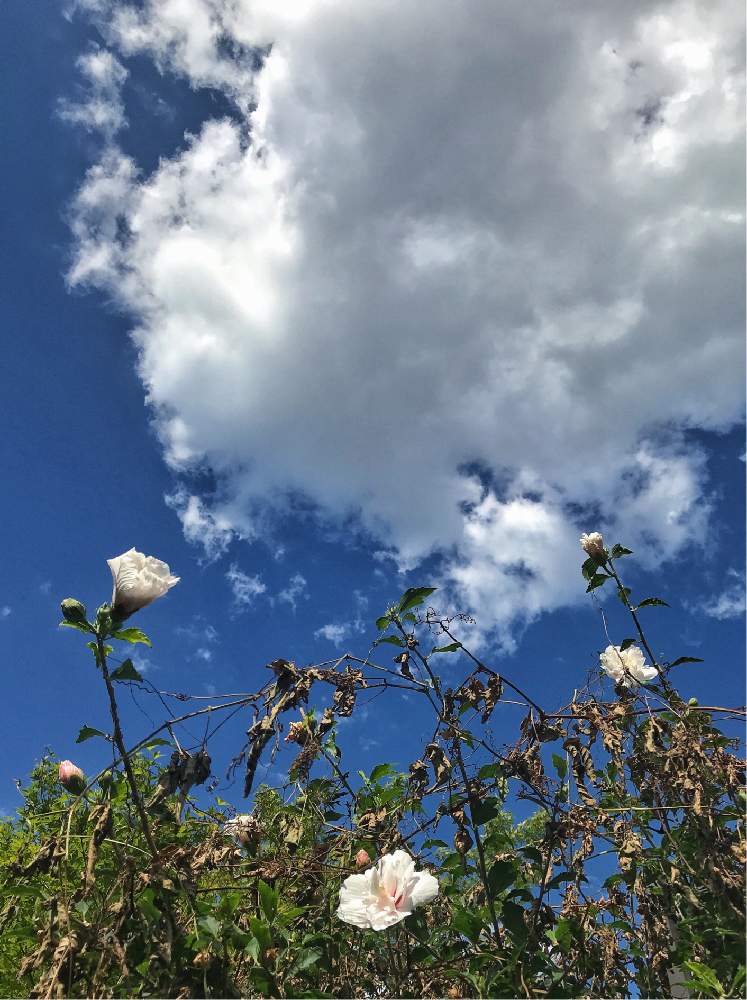の画像 by ビチョビチョさん | 白薔薇とありがとう.