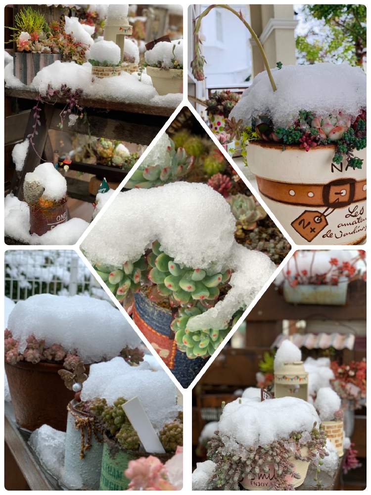 小さな庭の画像 by Jocelynさん | 小さな庭とHTCと順調に育てとなごり雪❄︎と多肉植物のある暮らしと多肉女子