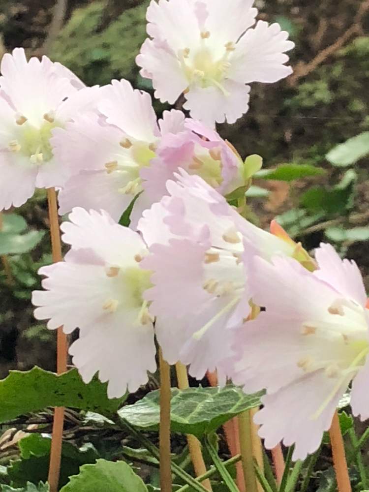 お出かけ先の画像 by はなとしさん | お出かけ先とイワウチワの群生と微笑みの妖精と早春の華やぎとラッキーの創造と花の妖精とGS映えと花とつぼみのコラボと微笑みの呼びかけと元気の源と植物の笑顔と花のある暮らしとまばゆい輝きとチャンス到来