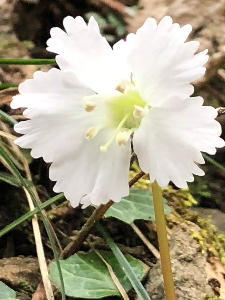 お出かけ先の画像 by はなとしさん | お出かけ先と白いイワウチワと微笑みの妖精と早春の華やぎとラッキーの創造と花の妖精とGS映えと純粋なバージンホワイトと花とつぼみのコラボと微笑みの呼びかけと元気の源と植物の笑顔と花のある暮らしとまばゆい輝きと偶然の出会いとチャンス到来