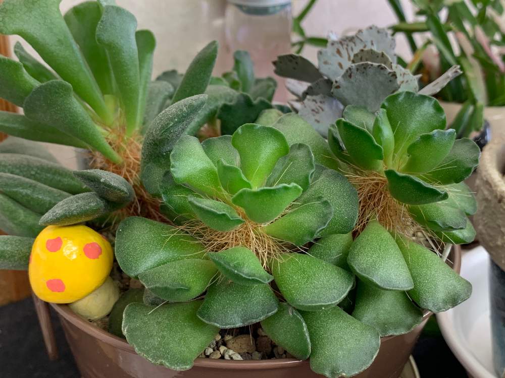 部屋の画像 by lovely rose***さん | 部屋と多肉植物と姫扇♡とモケモケと多肉ちゃんと愉快な仲間たちと多肉のある暮らしと多肉女子と多肉生活とアドロミスクス