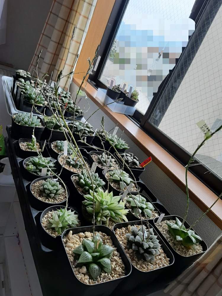 窓辺の画像 by 脱獄囚さん | 窓辺と多肉植物と多肉男子と軟葉系ハオルチアとハオルシア男子とハオルチア属とハオルチア狂とハオルチア男子とHaworthia:ハオルチア/ハオルシアと軟葉系ハオルシアとハオルシア属 と実生と大好き!ハオルチアと☆ハオルチアと脱獄囚