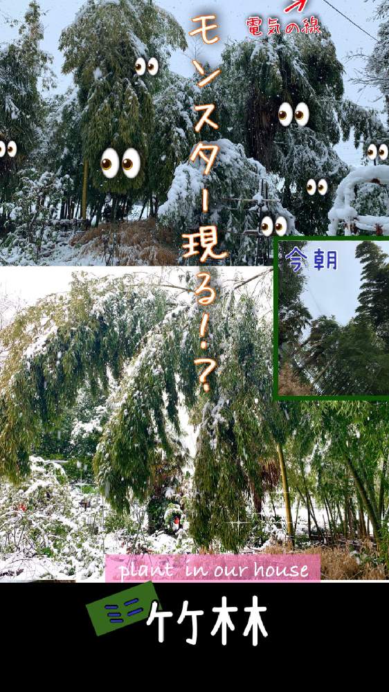 の画像 by kane flowerさん | タケと竹林達と埼玉県と無農薬有機栽培と中ぐらいの庭と無農薬 無化学肥料栽培