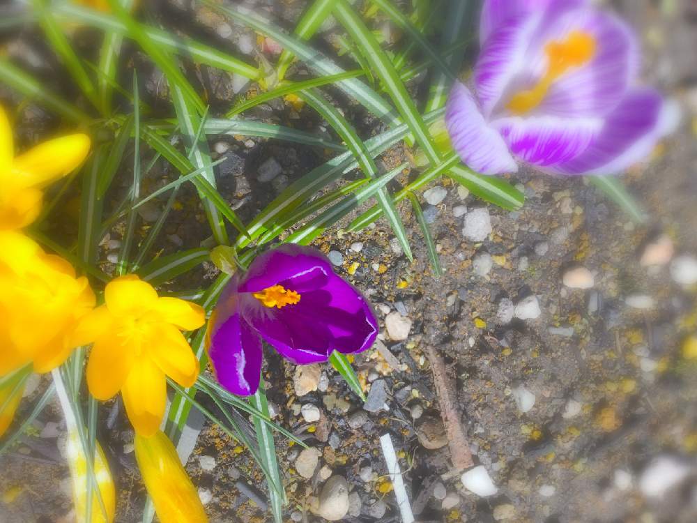 の画像 by ほとちんさん | クロッカスと花散歩と散歩日和と日常と自宅の花と我が家の花